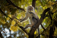 Makak javsky - Macaca fascicularis - Long-tailed Macaque o3674